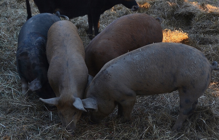 pigs